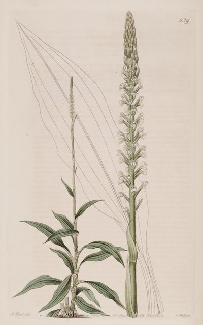 Ilustrace Goodyera procera (jako syn. Neottia procera) od Jams  Watts